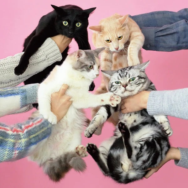 きのこ帝国 Kinoko Teikoku - Neko to Allergy