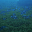 She Her Her Hers - Diffusion of Responsibility