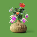 大象體操 Elephant Gym - 夢境 Dreams