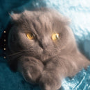 猫戦 Nekosen - 蜜・月・紀・行 Mitsugetsukikou