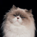 Ayano Kaneko - 燦々