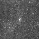 Birds Of Passage - The Last Garden