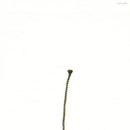 clammbon ‎– Imagination