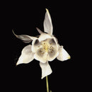 Fridge - Happiness (20th Anniversary Edition)