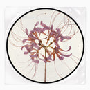 YoungQueenz - 神隱 Spirited Away [PRE-ORDER, Vinyl Release Date: TBC-Jan-2024]