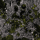 King Gizzard And The Lizard Wizard - Infest The Rats Nest (Live At Red Rocks 2022)