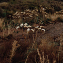 The Shaolin Afronauts - The Fundamental Nature of Being, Part Two