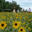 Three Berry Icecream - Three Berry Icecream