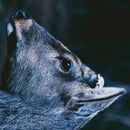 toe - The Book About My Idle Plot On A Vague Anxiety